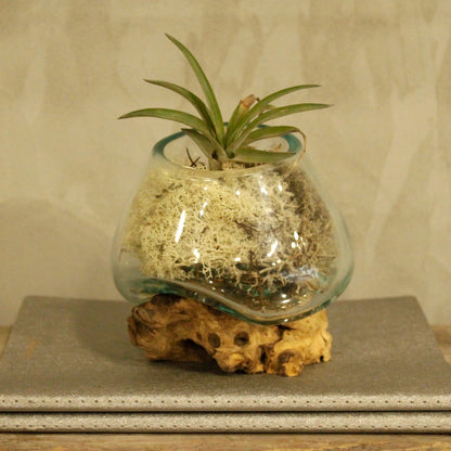 Glasschale auf Holz – klein