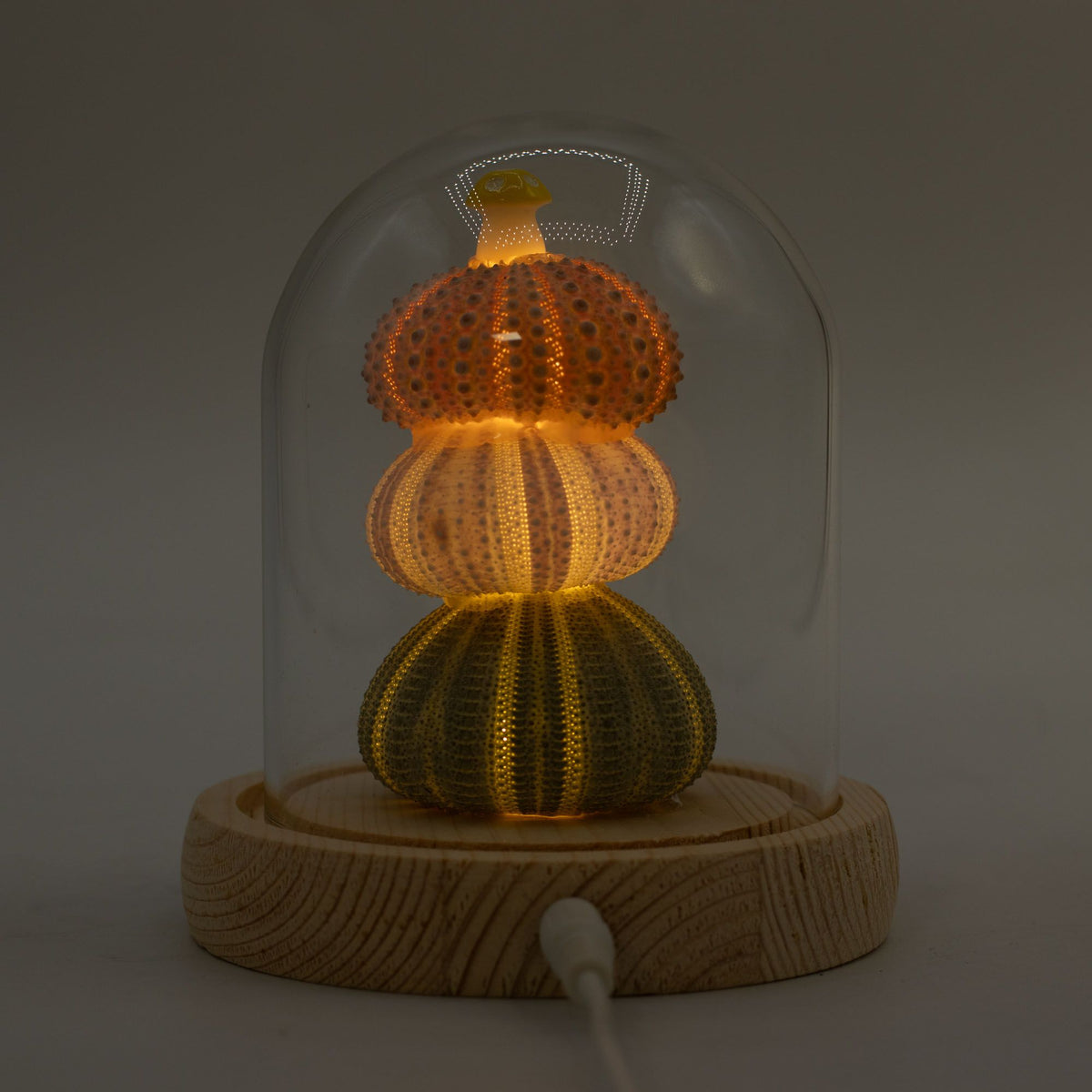 Lichtdekoration unter Glas – Meeresmotiv · USB